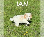 Small #2 Cockapoo (Miniature)