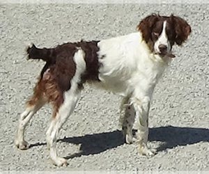 Father of the Brittany puppies born on 06/20/2025