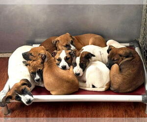 Mutt Dogs for adoption in Unionville, PA, USA