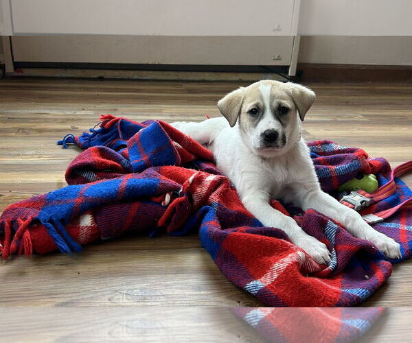 Medium Photo #2 Great Pyrenees-Unknown Mix Puppy For Sale in pomfret, CT, USA