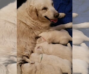 Mother of the English Cream Golden Retriever puppies born on 08/30/2021