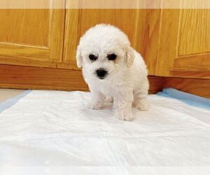 Medium Bichon Frise