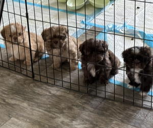 Shih Tzu Litter for sale in CAPE CORAL, FL, USA
