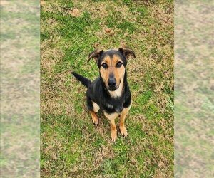 Shepradors Dogs for adoption in Grovetown, GA, USA