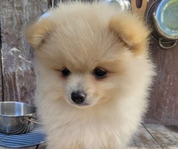 Medium Photo #2 Pomeranian Puppy For Sale in ORRVILLE, OH, USA