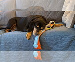 Small Photo #3 Bloodweiler Puppy For Sale in Princeton, MN, USA