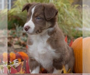 Collie Puppy for sale in PAXINOS, PA, USA