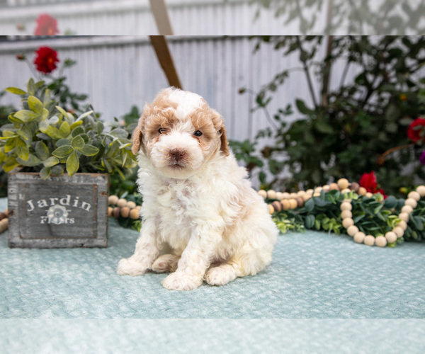 Medium Photo #1 Poodle (Miniature) Puppy For Sale in FARWELL, MI, USA
