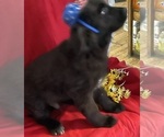 Small #1 Newfoundland