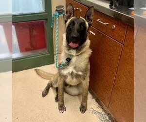 Akita-Unknown Mix Dogs for adoption in Rancho Cucamonga, CA, USA