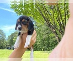 Puppy Koko Beagle