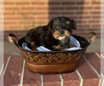 Small Photo #1 Yorkshire Terrier Puppy For Sale in PARIS, TX, USA