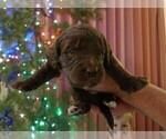 Small Photo #3 Labradoodle Puppy For Sale in DENVER, CO, USA