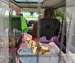 Small #2 Chihuahua Mix