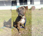 Small #3 American Staffordshire Terrier Mix