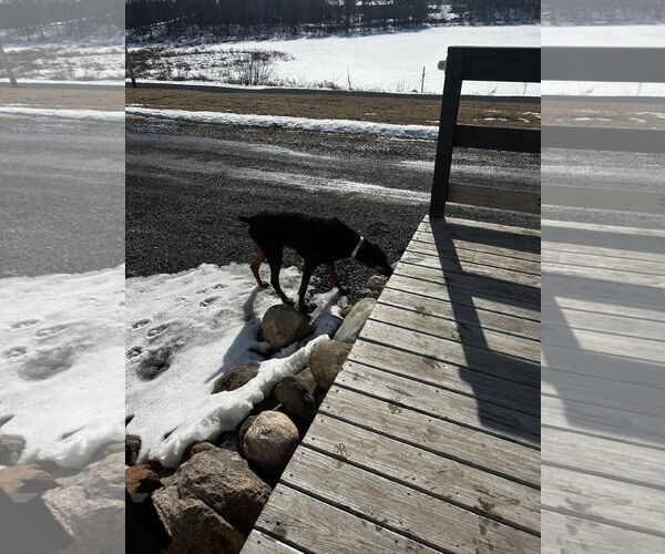 Medium Photo #9 Doberman Pinscher Puppy For Sale in Minneaoplis, MN, USA