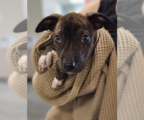 Medium Photo #1 Plott Hound-Unknown Mix Puppy For Sale in Rockwall, TX, USA