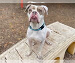 Small #1 Boxer Mix