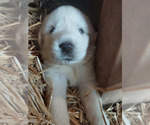 Small Great Pyrenees