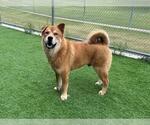 Small Chow Chow Mix