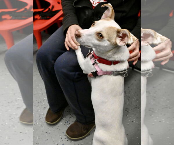 Medium Photo #6 Chiweenie Puppy For Sale in Wakefield, RI, USA