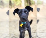 Small #6 Mutt