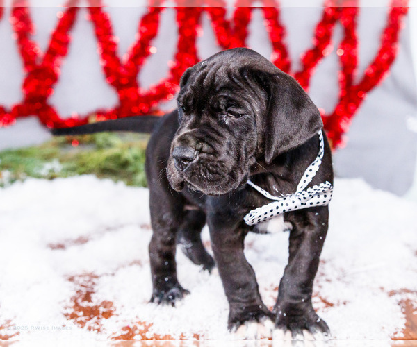 Medium Photo #12 Great Dane Puppy For Sale in WAKARUSA, IN, USA