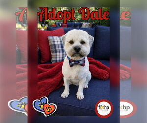 Shih Tzu Dogs for adoption in Menifee, CA, USA