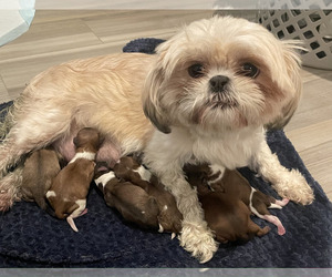Mother of the Shih-Poo puppies born on 12/27/2025