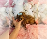 Poodles - Female Poodle (Toy) Puppy for Sale - Photo #6