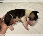 Small #1 Bull Terrier