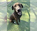 ELVIRA - Female Labrador Retriever-Unknown Mix Dog for Adoption - Small photo