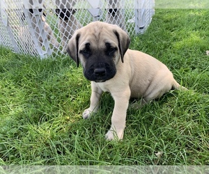 Mastiff Puppy for sale in WATERVILLE, MN, USA