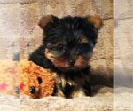 Small #23 Yorkshire Terrier
