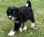 Small #1 Bernedoodle