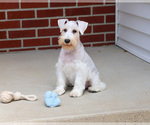 Small #4 Schnauzer (Miniature)