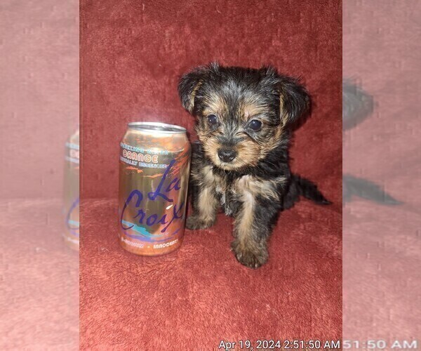 Medium Photo #50 Yorkshire Terrier Puppy For Sale in AKRON, OH, USA