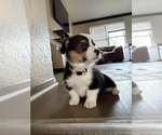 Small Photo #5 Pembroke Welsh Corgi Puppy For Sale in INDEPENDENCE, MO, USA
