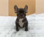 Small Photo #3 French Bulldog Puppy For Sale in PALM BEACH, FL, USA
