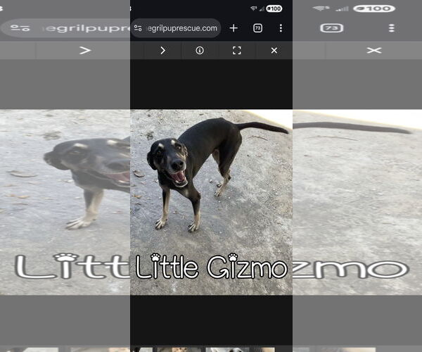 Medium Photo #1 Mutt Puppy For Sale in NYC, NY, USA