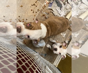 American Pit Bull Terrier-English Bulldog Mix Puppy for Sale in FOSTORIA, Ohio USA