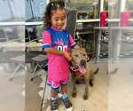 Small #1 Staffordshire Bull Terrier Mix