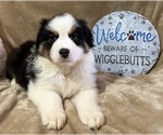 Puppy Addie Australian Shepherd
