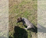 Small Photo #4 German Shorthaired Pointer Puppy For Sale in ELIZABETH CITY, NC, USA