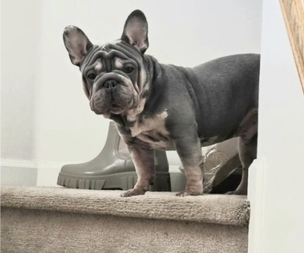 Medium Photo #1 French Bulldog Puppy For Sale in GLEN BURNIE, MD, USA