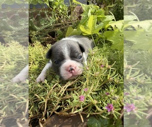 Boston Terrier Puppy for sale in FREDONIA, KS, USA