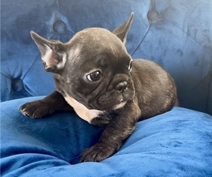 French Bulldog Puppy for sale in TULSA, OK, USA