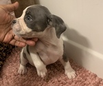 Puppy 7 American Bully