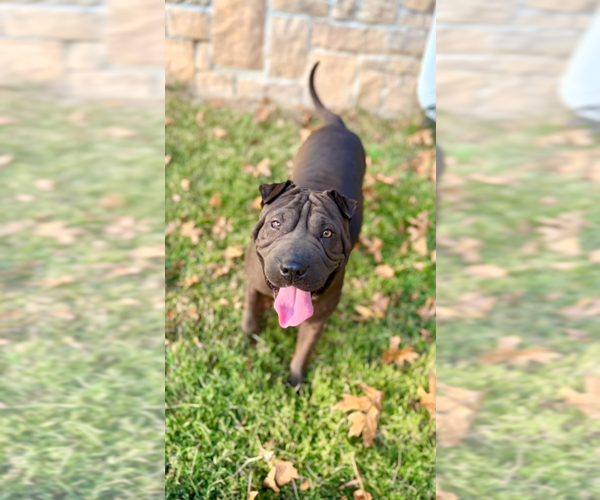 Medium Photo #1 Mutt Puppy For Sale in Boston, MA, USA