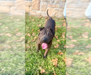 Mutt Dogs for adoption in Boston, MA, USA